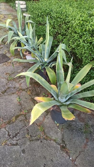 Agawa duża mała kwiat do ogrodu agave aloes amerykański