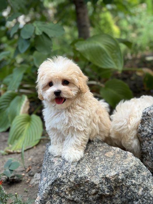 Мальтіпу хлопчик в типажі тедді