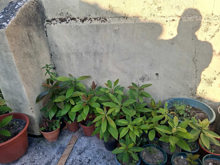 Abacateiros para venda