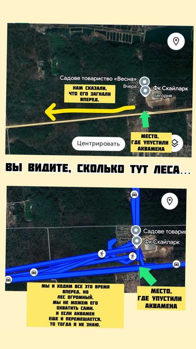 Пропала собака Аквамен! Район Чайки, Київська обл. Винагорода 15 000