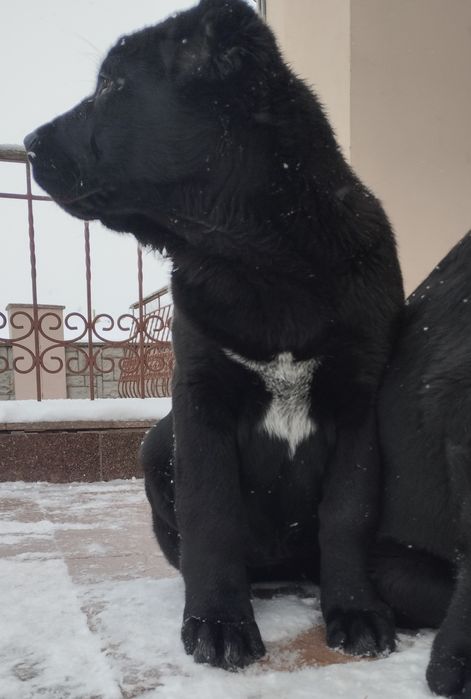 Щенки среднеазиатской овчарки