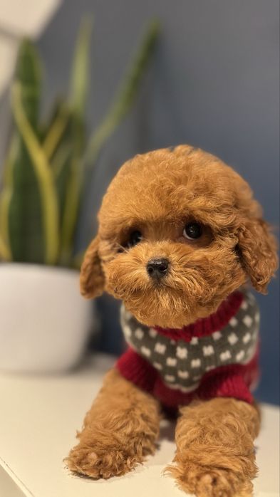 Pudel Red Toy Sunia z rodowodem FCI