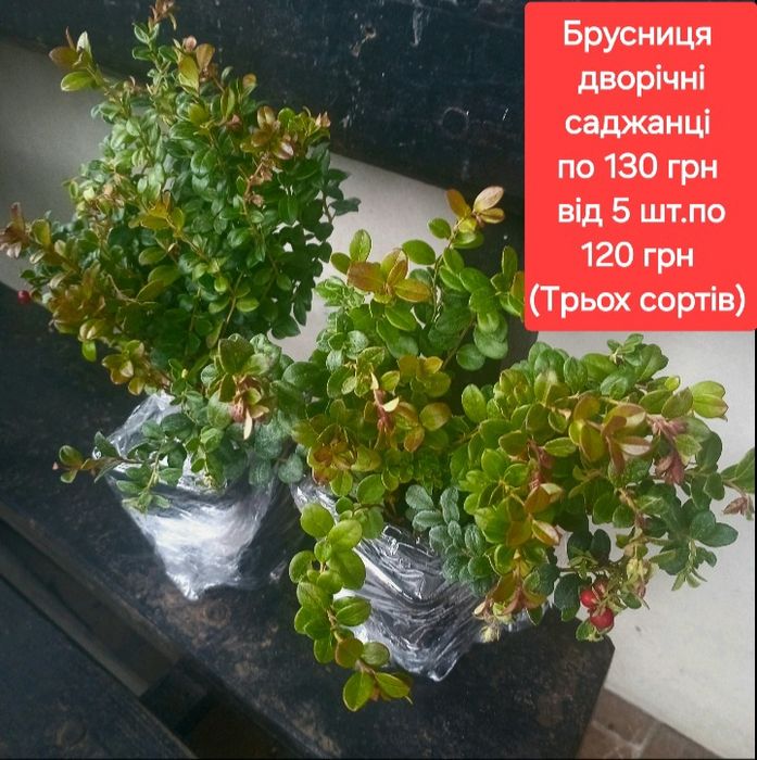 Брусниця( клюква,ірга, лохина, жимолость,горобина)