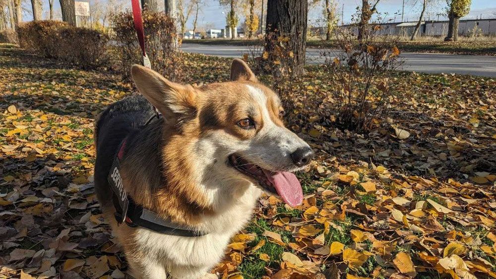 В'язка Вельш-Коргі Пемброк