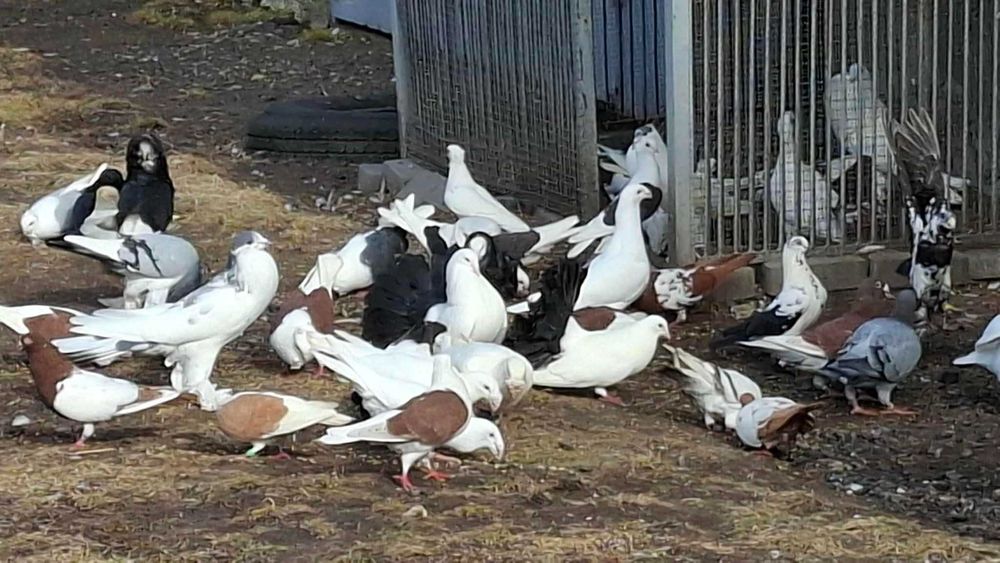 Gołębie  ozdobne rasowe