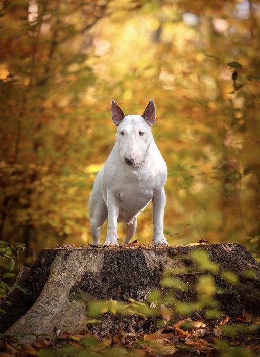 Bulterier Bullterrier ZKwP FCI