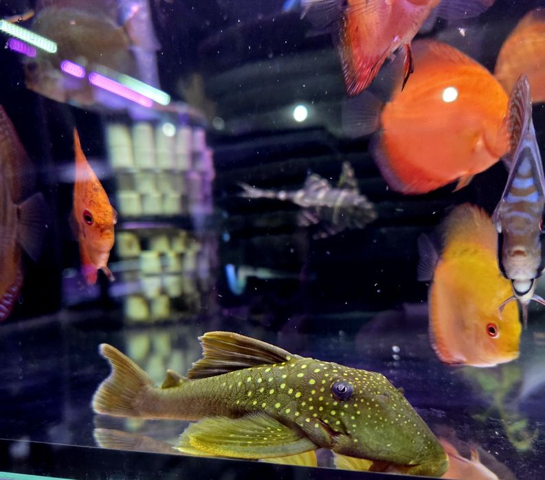 Zbrojnik L200 green phantom (Hemiancistrus subviridis) odłów f0