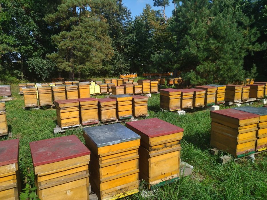 Świece z naturalnej węzy pszczelej z mojej pasieki