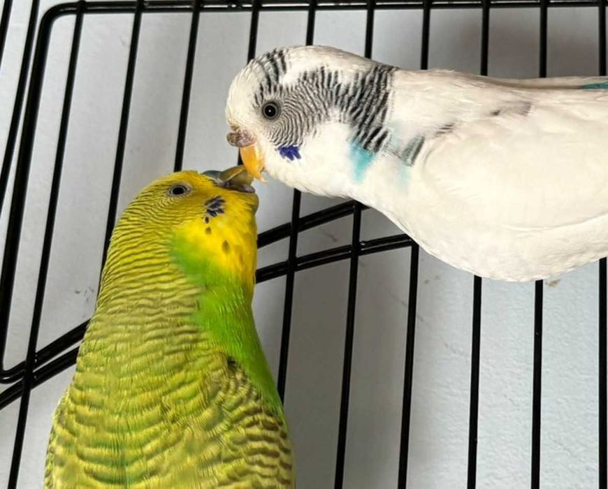Papużki faliste (para) – towarzyskie, zadbane, domowa hodowla