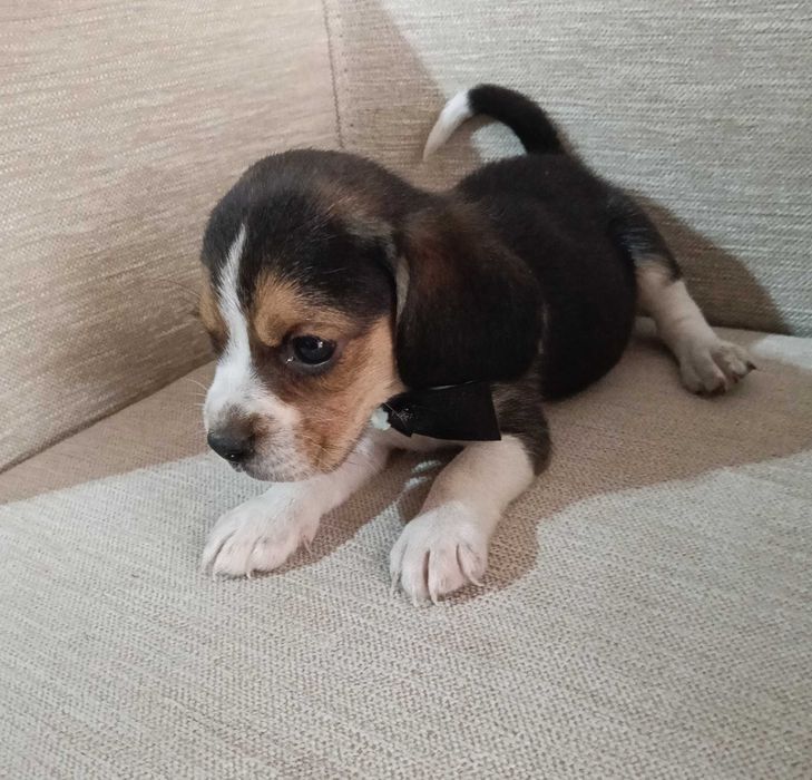 Beagle macho maravilhoso