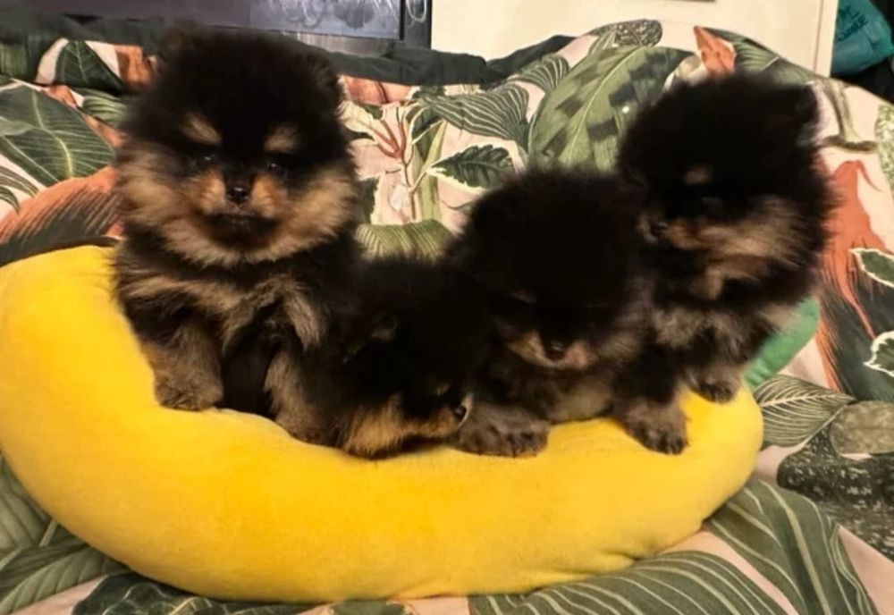 Szpic Miniaturowy Black and Tan