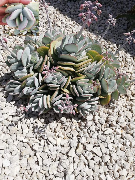 Suculentas varias64585565976835122