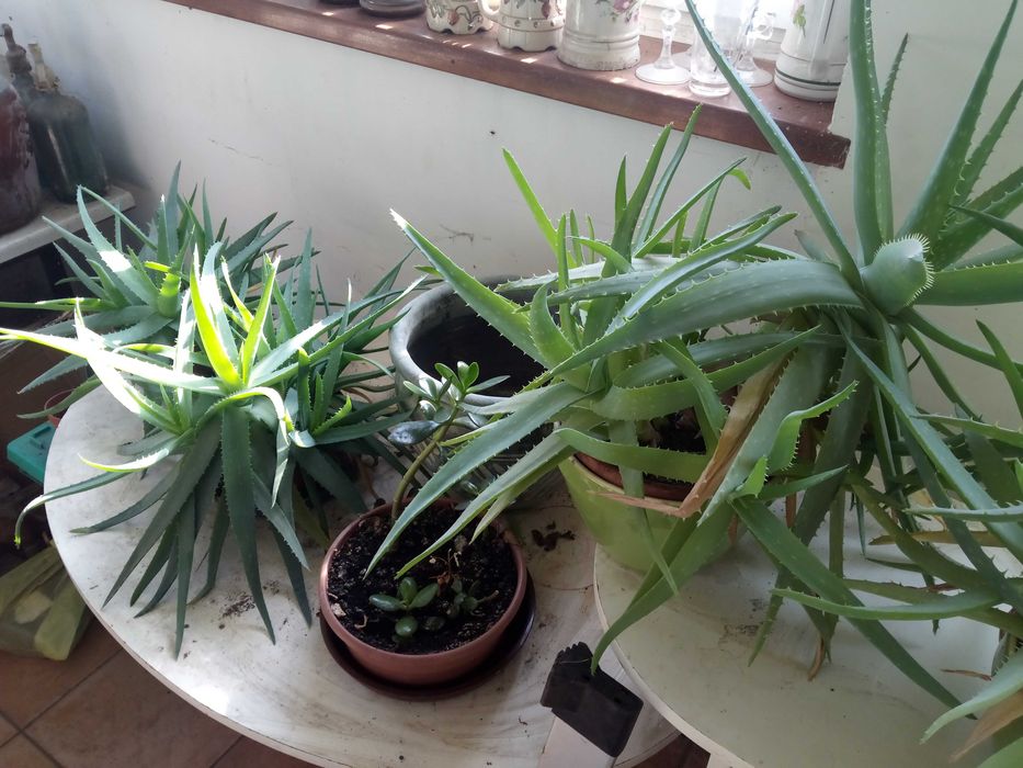Aloes roślina doniczkowa
