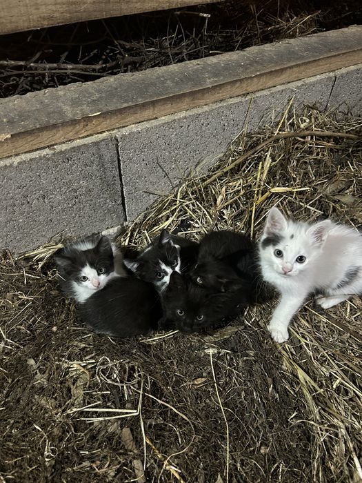 Gatinhos para dar