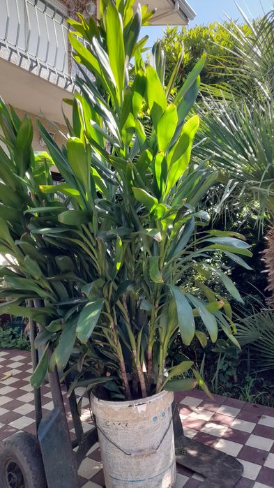 Vaso derdura Darcena glauca