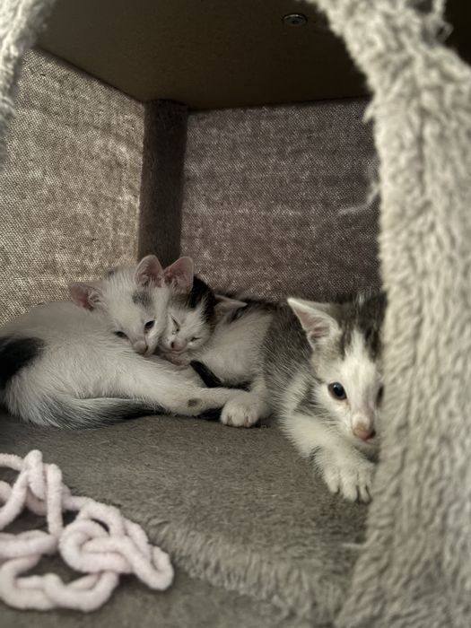 Kotki do adopcji