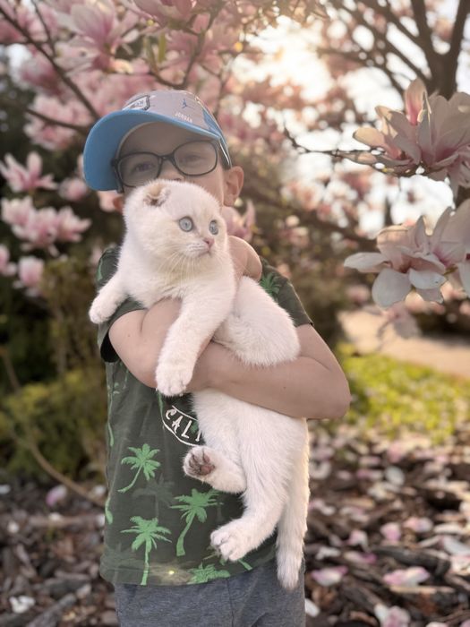 Хлопчик золота шиншилла пойнт