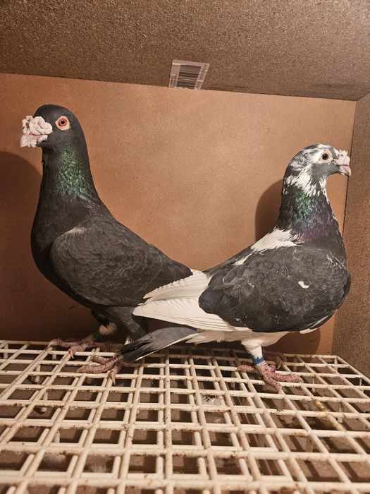 Gołębie staropolskie