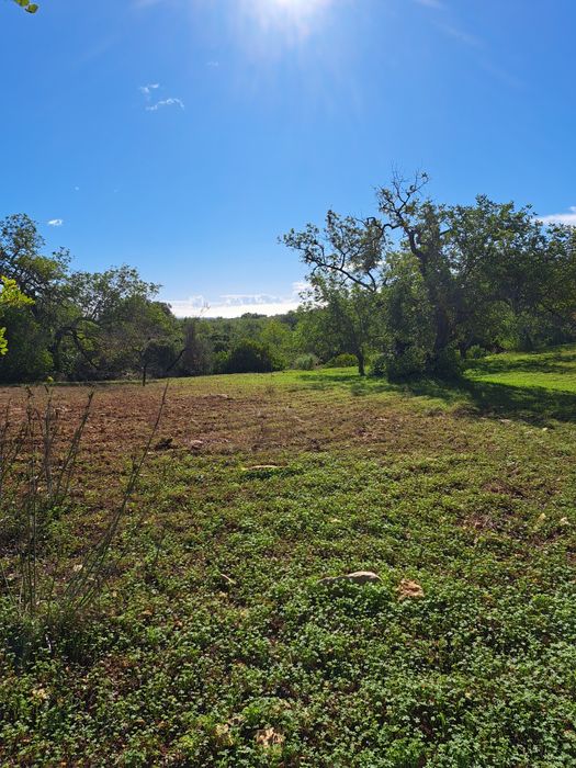 Terreno Rústico em Alcaria Cova/Estoi