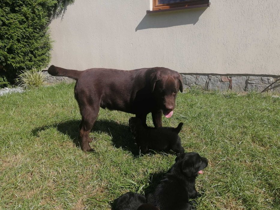Labrador retriver suczka sunia