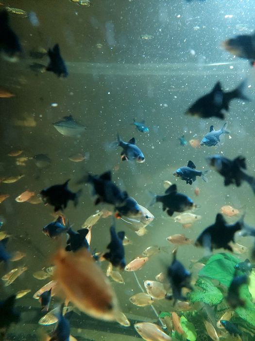 Brzanka mszysta zdrowa