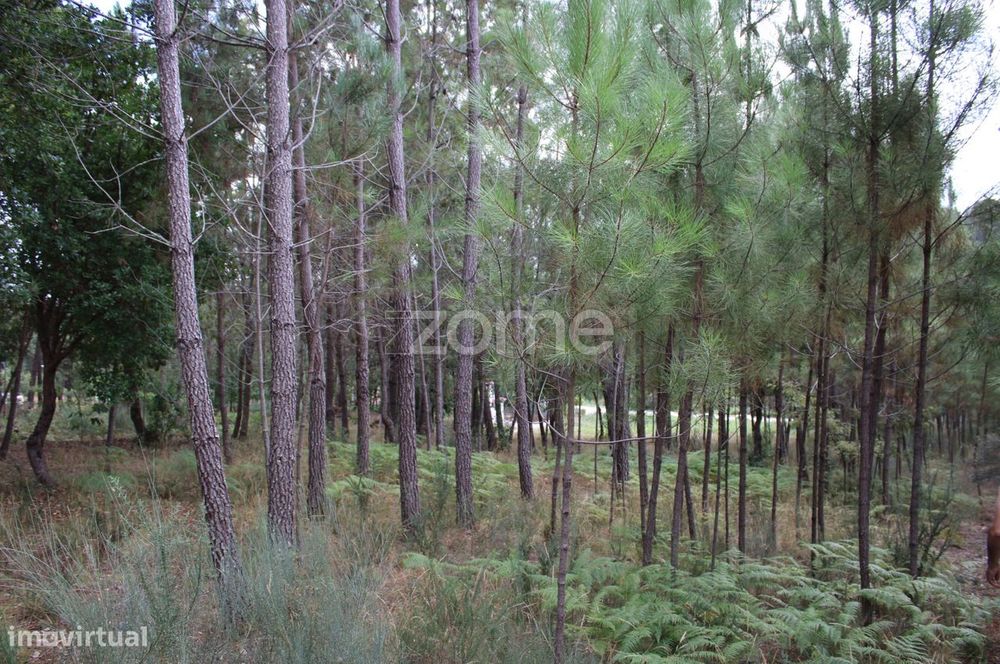 Terreno com pinhal e e mato a 15 minutos de Viseu