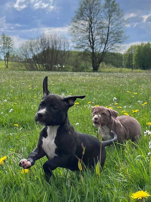 Amstaff amstaff samica