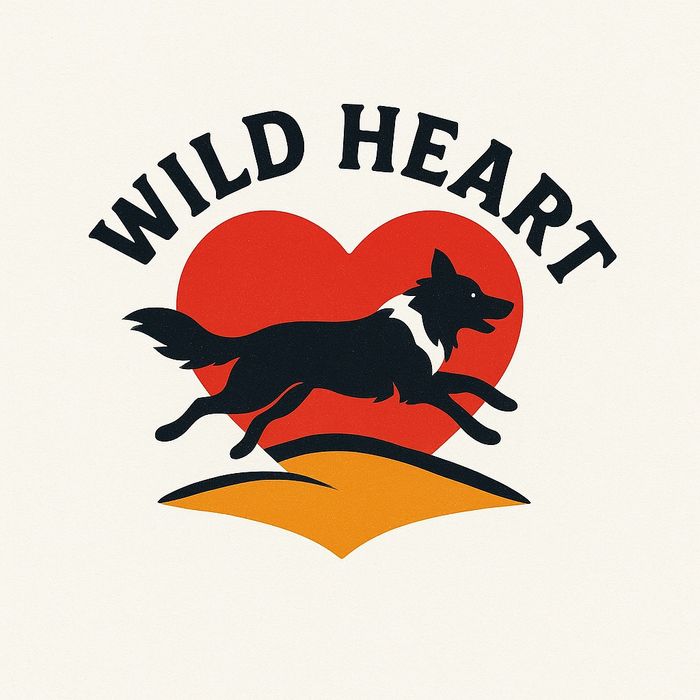 Border Collie Red merle