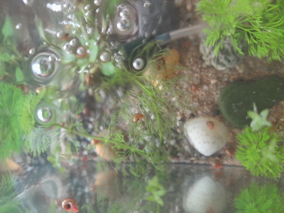Limnophila sessiliflora e camarões