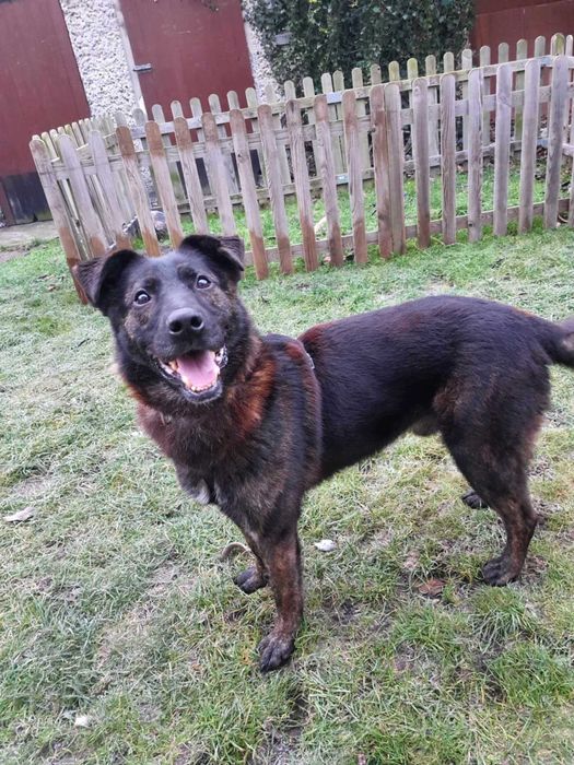 Pies pełen miłości do człowieka