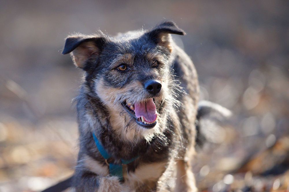 Nefra - niezła gratka dla miłośników szorściaków + FILM!
