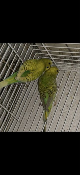Casal de periquitos spangel reprodotores + oferta de outro casal