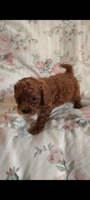 Той пудель  мини девочка ксу