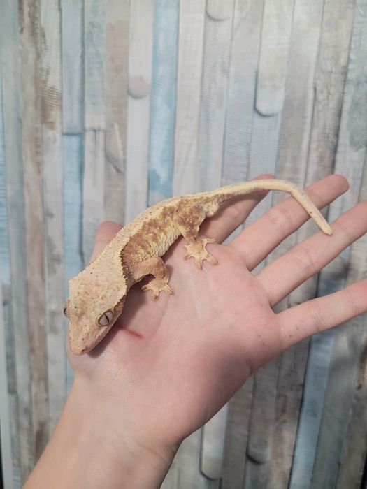 Gekon orzęsiony samiec