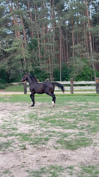 Sprzedam klacz śląską