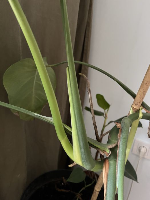 Монстера гарна велика