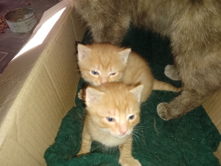 Отдам котёнка в заботливые руки .