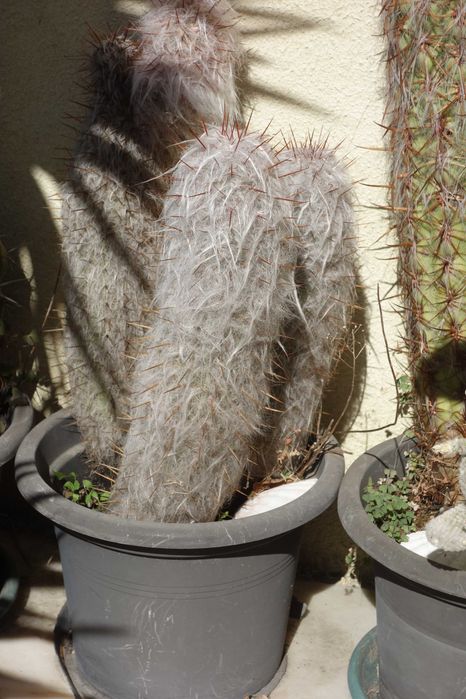 Plantas decoração - cactos
