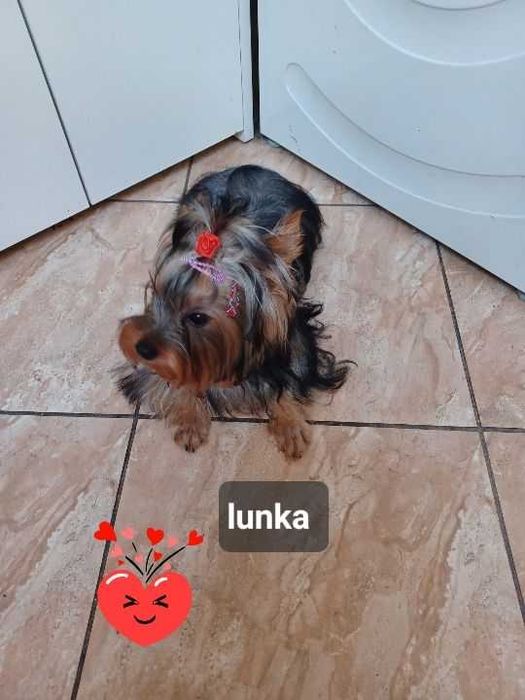 York Terrier suczka mini gotowe do odbioru z  rodowodem !!!