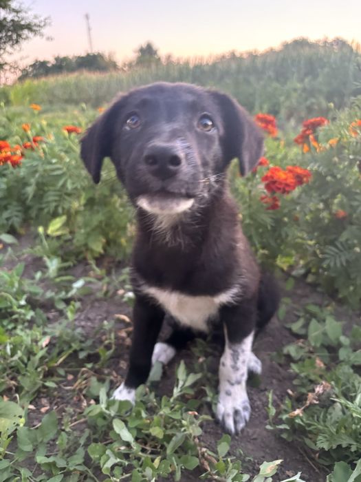 Елли і Вита дворняжки дуже гарні