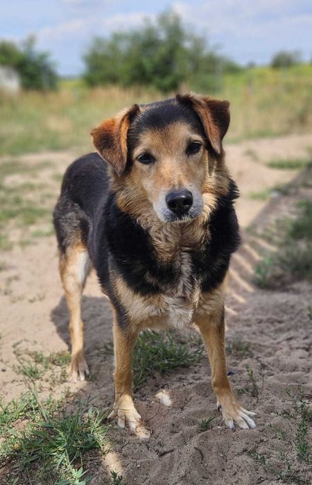 SNOOPI – starość i smutek. 14 lat w schronisku