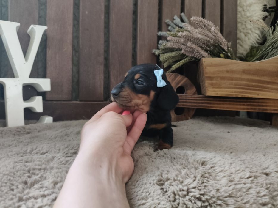 Teckel fêmea miniatura