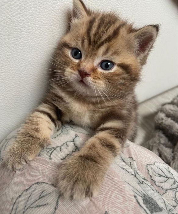 Красивые котята в добрые руки