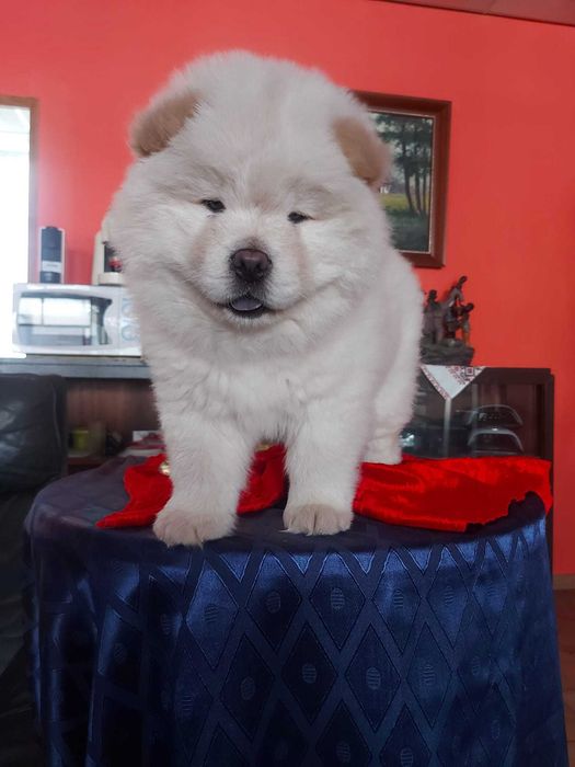 Vendo cachorro Chow Chow