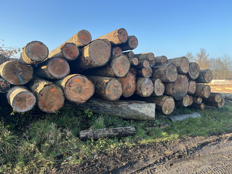 Daglezja tartaczna transport