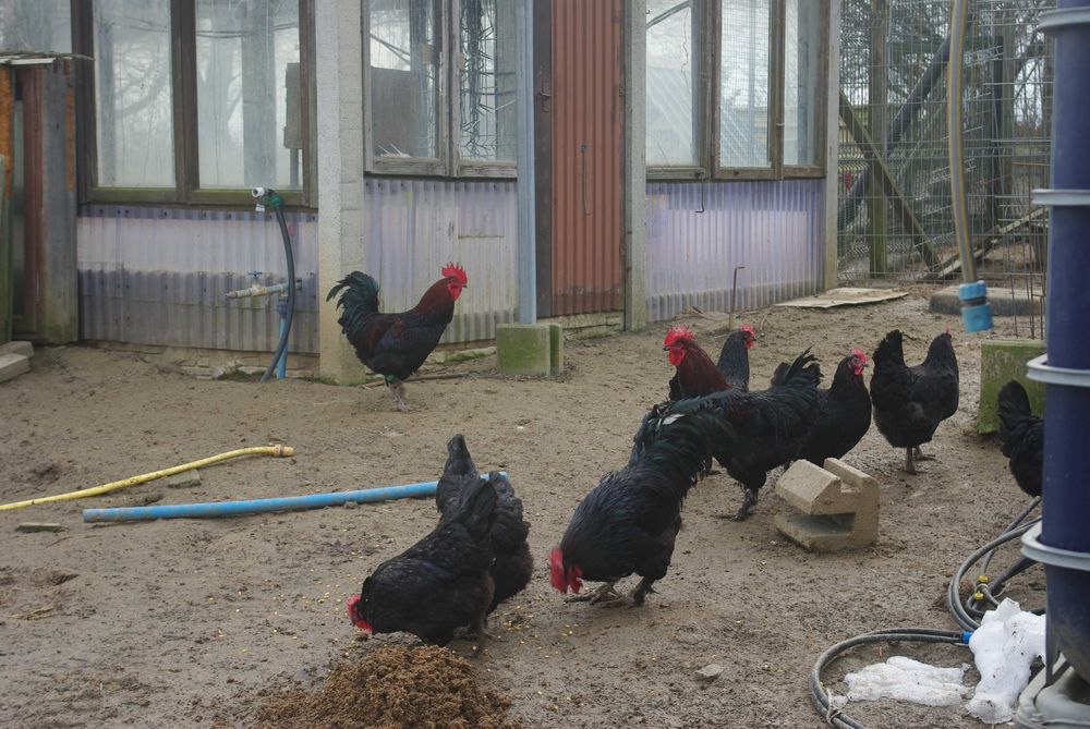 Jaja Lęgowe , Legbar , Marans