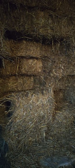 Słoma kostki tegoroczne