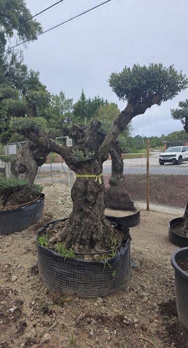 Oliveiras bonsai vários portes