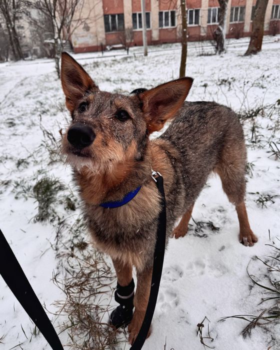 Собака в пошуку сімʼї