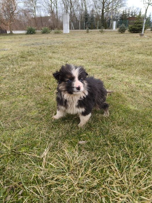 Oddam za darmo pieska